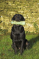 Black Labrador, sitting with training dummy in mouth, UK
