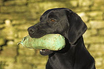 Black Labrador with training dummy in mouth, UK