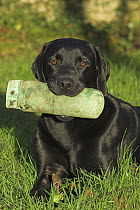 Black Labrador, lying with training dummy in mouth, UK