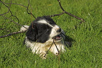 Border Collie, 6-week puppy, lying on grass chewing twig, UK