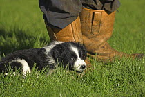 Border Collie, 6-week puppy, lying next to owner's feet, UK