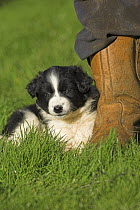 Border Collie, 6-week puppy, lying next to owner's feet, UK