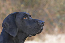 German short-haired pointer, profile of head, UK