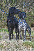 German short-haired pointers, dog and bitch on leads, UK
