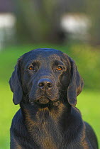 Black Labrador portrait, UK