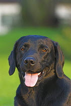 Black Labrador head portrait with tongue out, UK