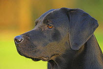 Black Labrador, head profile, UK