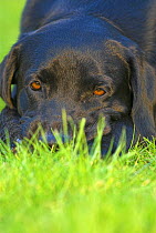 Black Labrador portrait, resting head on ground, UK