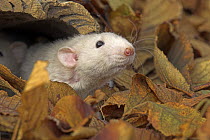 Dumbo Fancy Rat {Rattus sp.} head portrait poking out of log amongst leaves, captive, UK