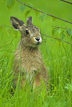 Brown hare {Lepus europaeus} 8-week leveret, UK