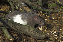 Broaken coated satin fancy rat {Rattus sp.} amongst branches, captive, UK