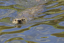 North American / Canadian otter {Lutra canadensis} swimming, UK captive