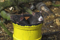Fancy rats {Rattus sp.} in pipe, captive, UK