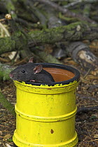 Black fancy rat {Rattus sp.} in pipe, captive, UK