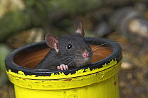 Black fancy rat {Rattus sp.} in pipe, captive, UK