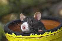 Fancy rat {Rattus sp.} in pipe, captive, UK
