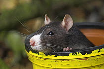 Fancy rat {Rattus sp.} in pipe, captive, UK