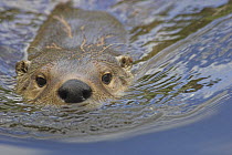 North American / Canadian otter {Lutra canadensis} swimming, UK captive