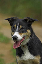 Portrait of Mongrel dog panting with tongue out, UK