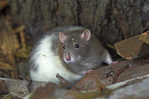 Broken-coated satin fancy rat {Rattus sp.} cptive, UK