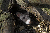 Fancy Rat {Rattus sp.} portrait amongst logs, UK