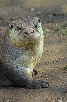 North American / Canadian otter {Lutra canadensis} portrait, UK