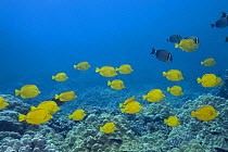Yellow tangs (Zebrasoma flavescens) and Whitebar surgeonfish (Acanthurus leucopareius) swimming over coral reef, Puako, Kona, Hawaii, Central Pacific Ocean