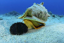Horned helmet shell (Cassis cornuta) probes a Collector urchin or hawa e maoli (Tripneustes gratilla) and rises up to pounce on it, Honokohau, Kona, Big Island, Hawaii,  Central Pacific Ocean