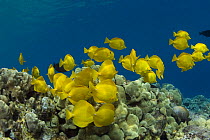 School of Yellow tang (Zebrasoma flavescens) feeding on algae growing on coral reef, Kealekekua Bay, Kona, Hawaii, Central Pacific Ocean
