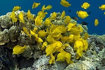 School of Yellow tang (Zebrasoma flavescens) feeding on algae growing on coral reef, Kealekekua Bay, Kona, Hawaii, Central Pacific Ocean