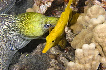 Undulated / Leopard moray eel (Gymnothorax undulatus) seizes sleeping Yellow tang (Zebrasoma flavescens) while feeding at night, Keahole, Kona, Hawaii, Central Pacific Ocean