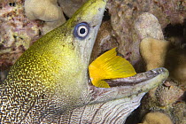 Undulated / Leopard moray eel (Gymnothorax undulatus) swallowing Yellow tang (Zebrasoma flavescens) seized while the fish was sleeping at night, Keahole, Kona, Hawaii, Central Pacific Ocean