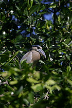 Boatbill / Boat billed heron (Cochlearius cochlearius) perched in Red mangrove tree (Rhizophora mangle) Belize
