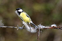 Great tit {Parus major} collecting sheeps wool off barbed wire, UK