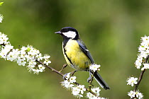 Great tit {Parus major} female perching on branch with Blackthorn blossom, Warwickshire, UK