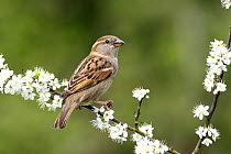 Common sparrow {Passer domesticus} perching on Blackthron branch in bloom, Warwickshire, UK