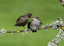 Common sparrow {Passer domesticus} feeding chick on branch, St Marys Isles of Scilly, UK