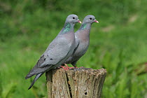 Two Stock doves {Columba oenas} perching on post, Warwickshire, UK