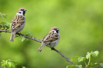 Tree sparrows {Passer montanus} perching on Bramble, Warwickshire, UK