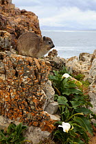 Cape / Rock Hyrax {Procavia capensis} on coastal rocks, Western Cape, South Africa
