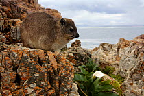Cape / Rock Hyrax {Procavia capensis} on coastal rocks, Western Cape, South Africa