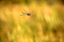 Migrant Hawker Dragonfly {Aeshna mixta} in flight over marshes, Mendips, Somerset, UK