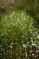 Heath Bedstraw {Galium saxatile} in flower, Mendips, Somerset, UK