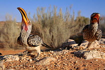 Southern Yellow billed Hornbill {Tockus leucomelas} Kalahari Desert, Northern Cape, South Africa