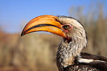 Southern Yellow-billed Hornbill {Tockus leucomelas} Kalahari Desert, Northern Cape, South Africa