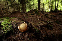 Stinkhorn Fungus {Phallus impudicus} 'egg' stage before emergence of spore coated 'phallus', Larch woodland, Mendips, Somerset, UK, 2007, sequence 1/7