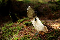 Stinkhorn Fungus {Phallus impudicus} with (foul smelling) liquid  coat on cap, which attracts flies that disperse the spores, Larch woodland plantation, Mendips, Somerset, UK sequence 2/7
