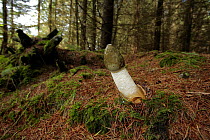 Stinkhorn Fungus {Phallus impudicus} with liquid coat on cap, larch woodland plantation, Mendips, Somerset, UK, sequence 3/7