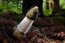 Stinkhorn Fungus {Phallus impudicus} with (foul smelling) liquid coat on cap, which attracts flies that disperse the spores, Larch woodland plantation, Mendips, Somerset, UK, sequence 4/7