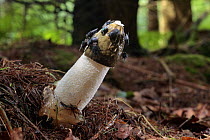 Stinkhorn Fungus {Phallus impudicus} with (foul smelling) liquid coat on cap, which attracts flies that disperse the spores, Larch woodland plantation, Mendips, Somerset, UK, sequence 5/7